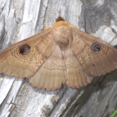 Dasypodia selenophora (Southern old lady moth) at Cotter River, ACT - 27 Nov 2022 by Harrisi