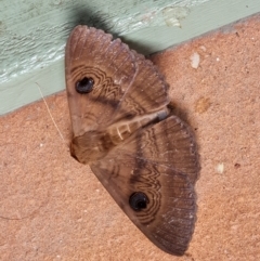 Dasypodia selenophora (Southern old lady moth) at Isaacs, ACT - 28 Nov 2022 by Mike