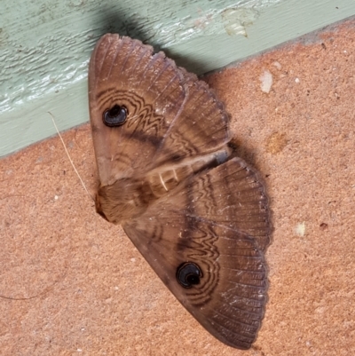 Dasypodia selenophora (Southern old lady moth) at Isaacs, ACT - 29 Nov 2022 by Mike