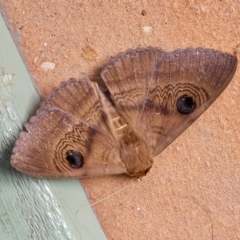 Dasypodia selenophora at Isaacs, ACT - 29 Nov 2022 07:49 AM