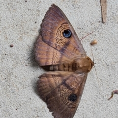 Dasypodia selenophora at Isaacs, ACT - 29 Nov 2022