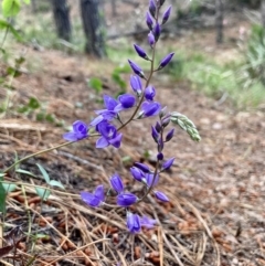 Veronica perfoliata (Digger's Speedwell) at Kowen, ACT - 28 Nov 2022 by Komidar