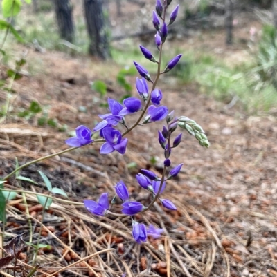 Veronica perfoliata (Digger's Speedwell) at Kowen, ACT - 27 Nov 2022 by Komidar