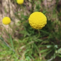 Craspedia variabilis (Common Billy Buttons) at Casey, ACT - 28 Nov 2022 by MatthewFrawley