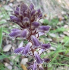 Orobanche minor (Broomrape) at Molonglo Valley, ACT - 27 Nov 2022 by Jenny54