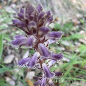 Orobanche minor at Molonglo Valley, ACT - 28 Nov 2022