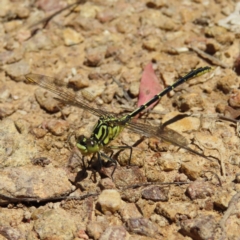 Austrogomphus guerini (Yellow-striped Hunter) at Casey, ACT - 28 Nov 2022 by MatthewFrawley