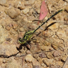 Austrogomphus guerini at Casey, ACT - 28 Nov 2022