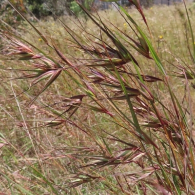 Themeda triandra (Kangaroo Grass) at Hall, ACT - 28 Nov 2022 by MatthewFrawley