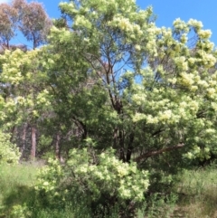 Acacia mearnsii (Black Wattle) at Hall, ACT - 27 Nov 2022 by MatthewFrawley