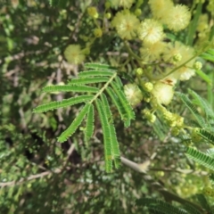 Acacia mearnsii at Hall, ACT - 28 Nov 2022