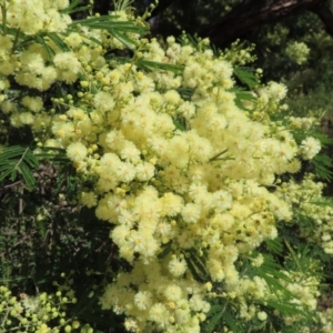 Acacia mearnsii at Hall, ACT - 28 Nov 2022