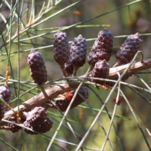 Allocasuarina littoralis at Hall, ACT - 28 Nov 2022