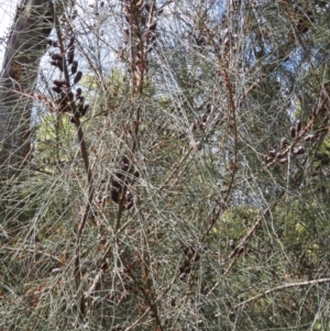 Allocasuarina littoralis at Hall, ACT - 28 Nov 2022