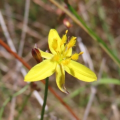 Tricoryne elatior (Yellow Rush Lily) at Hall, ACT - 28 Nov 2022 by MatthewFrawley