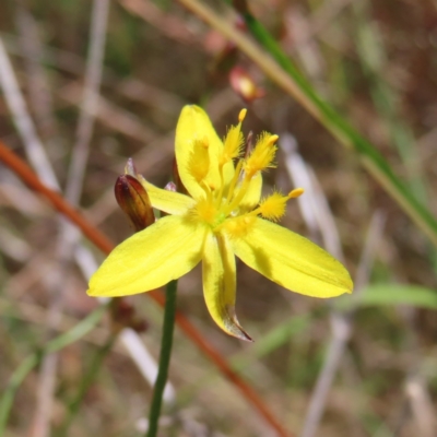 Tricoryne elatior (Yellow Rush Lily) at Hall, ACT - 28 Nov 2022 by MatthewFrawley