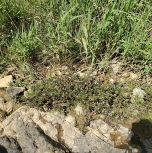 Veronica anagallis-aquatica at Coree, ACT - 24 Nov 2022