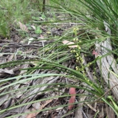 Lomandra filiformis subsp. filiformis (Wattle Matrush) at Hawker, ACT - 27 Nov 2022 by sangio7