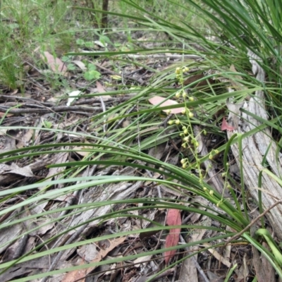 Lomandra filiformis subsp. filiformis (Wattle Matrush) at The Pinnacle - 27 Nov 2022 by sangio7