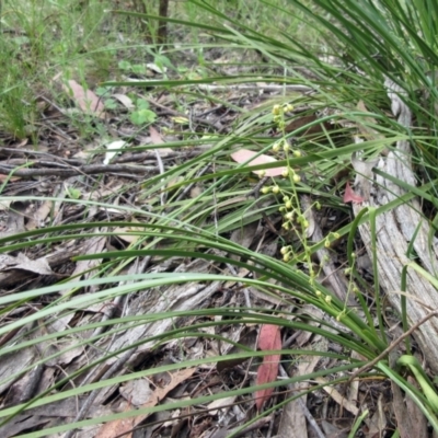 Lomandra filiformis subsp. filiformis (Wattle Matrush) at Hawker, ACT - 27 Nov 2022 by sangio7