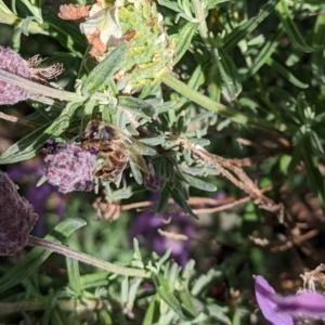 Apis mellifera at Pearce, ACT - 29 Nov 2022