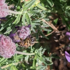 Apis mellifera at Pearce, ACT - 29 Nov 2022