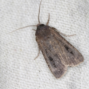 Agrotis infusa at O'Connor, ACT - 28 Nov 2022 08:56 PM