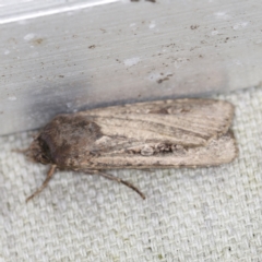 Agrotis infusa at O'Connor, ACT - 28 Nov 2022