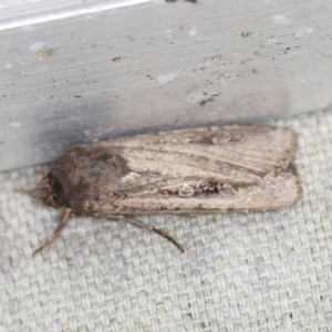 Agrotis infusa at O'Connor, ACT - 28 Nov 2022 08:56 PM