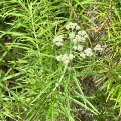 Cassinia longifolia (Shiny Cassinia, Cauliflower Bush) at Stromlo, ACT - 26 Nov 2022 by JimL