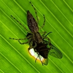 Helpis minitabunda (Threatening jumping spider) at Isaacs, ACT - 29 Nov 2022 by Mike