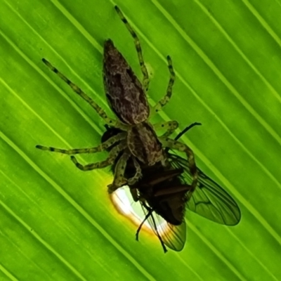 Helpis minitabunda (Threatening jumping spider) at Isaacs, ACT - 28 Nov 2022 by Mike