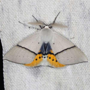 Gastrophora henricaria at O'Connor, ACT - 28 Nov 2022