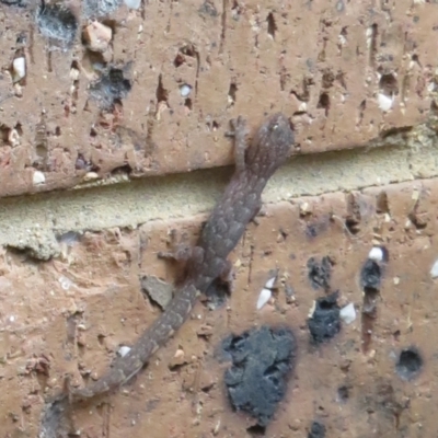 Christinus marmoratus (Southern Marbled Gecko) at Flynn, ACT - 27 Nov 2022 by Christine
