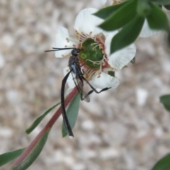 Gasteruption sp. (genus) (Gasteruptiid wasp) at Flynn, ACT - 27 Nov 2022 by Christine