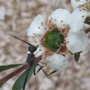 Gasteruption sp. (genus) at Flynn, ACT - 27 Nov 2022