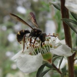 Lasioglossum (Australictus) peraustrale at Flynn, ACT - 27 Nov 2022 02:20 PM