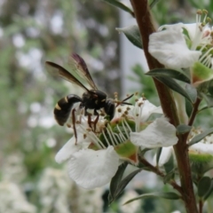 Lasioglossum (Australictus) peraustrale at Flynn, ACT - 27 Nov 2022 02:20 PM