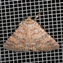 Praxis marmarinopa (owlet moth) at O'Connor, ACT - 28 Nov 2022 by ibaird