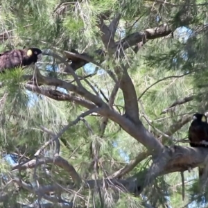 Zanda funerea at Flynn, ACT - 29 Nov 2022 12:18 PM