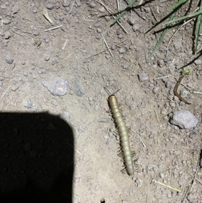 Paradoxosomatidae sp. (family) (Millipede) at Coree, ACT - 19 Oct 2022 by Eland