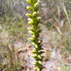 Microtis sp. (Onion Orchid) at Watson, ACT - 28 Nov 2022 by abread111