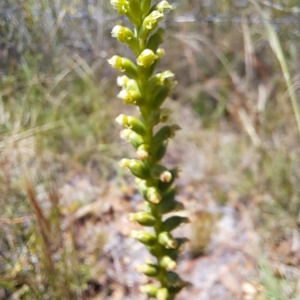 Microtis sp. at Watson, ACT - 28 Nov 2022