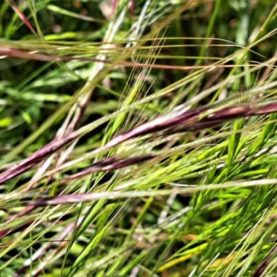 Nassella neesiana (Chilean Needlegrass) at The Fair, Watson - 28 Nov 2022 by abread111