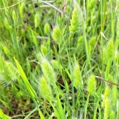 Cynosurus echinatus at Watson, ACT - 28 Nov 2022