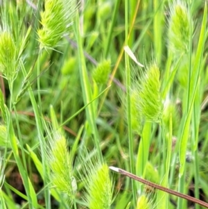 Cynosurus echinatus at Watson, ACT - 28 Nov 2022