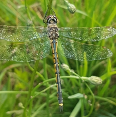 Hemicordulia tau (Tau Emerald) at Bass Gardens Park, Griffith - 28 Nov 2022 by SRoss