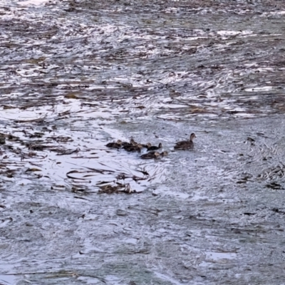 Anas superciliosa (Pacific Black Duck) at Gungahlin, ACT - 28 Nov 2022 by TrishGungahlin