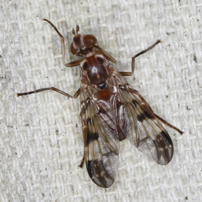 Cardiacera sp. (genus) (Scarab Fly) at O'Connor, ACT - 28 Nov 2022 by ibaird
