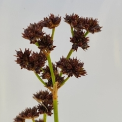 Juncus planifolius (Broad-leaved Rush) at Isaacs, ACT - 29 Nov 2022 by Mike